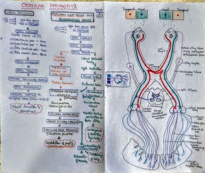 OCCULAR PATHWAYS