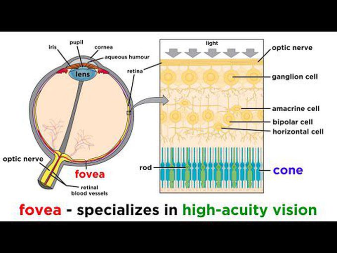 Special senses:
Vision and visual cortex