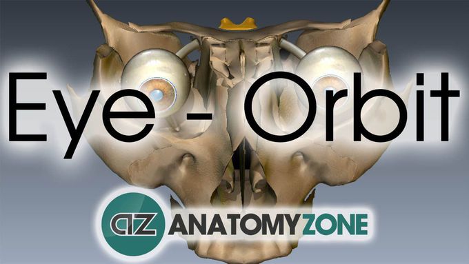 Anatomy of the Orbit: 3D tutorial overview