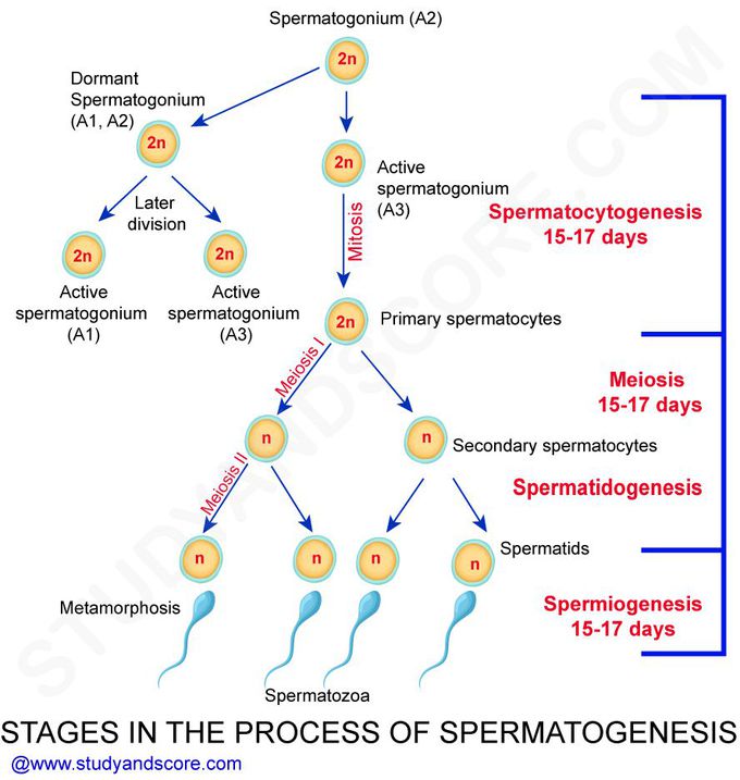 Spermatogenesis