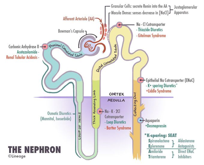 Fanconi syndrome