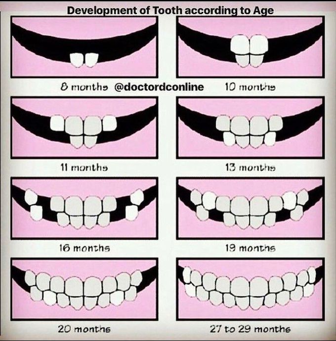 Tooth development according to age