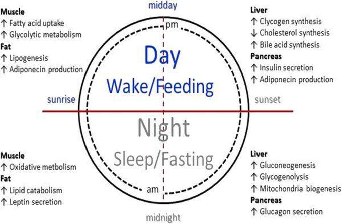 Biological Clock