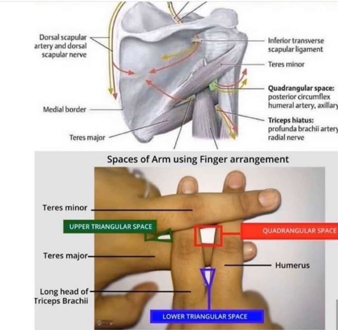 Anatomy