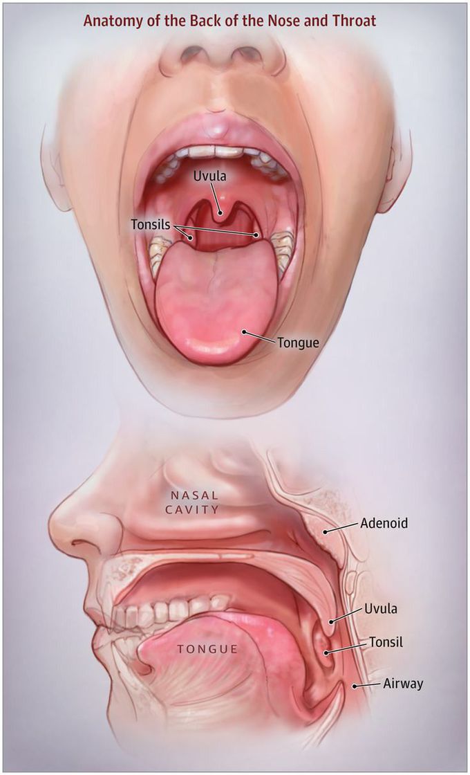 ANATOMY OF THE BACK OF THE NOSE AND THROAT