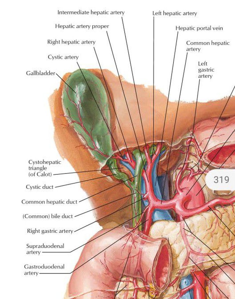 The Calots Triangle Medizzy