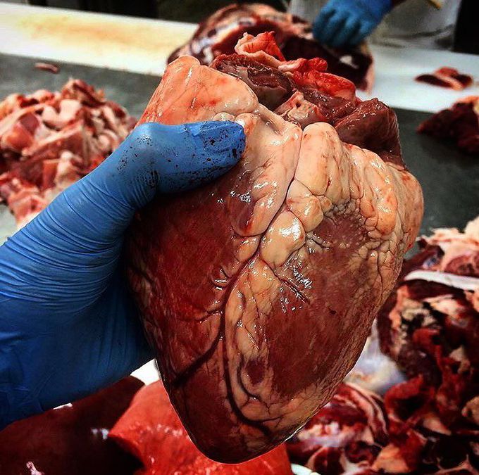 Non-stopping pumping machine - the heart