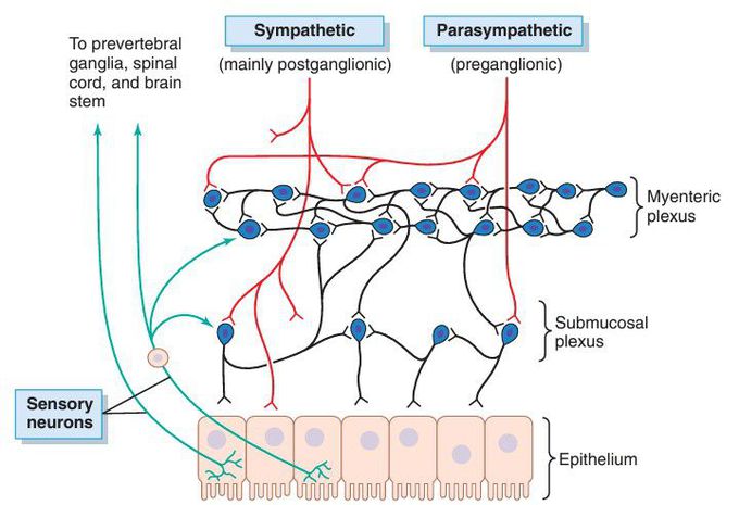 Neural control of the gut wall