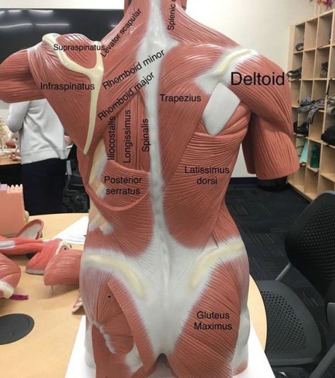 back muscle anatomy