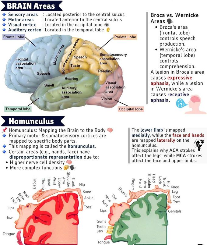 Brain Areas and Homunculus