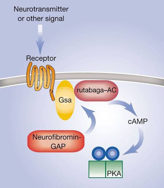 Neurofibromin