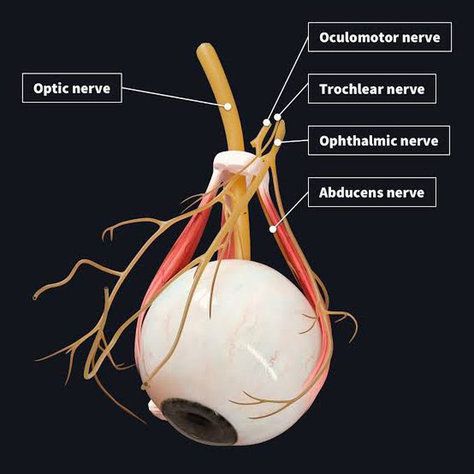 Blood and nerve supply to eye