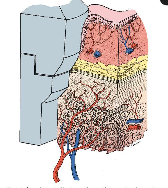 Bone to implant osseointegration