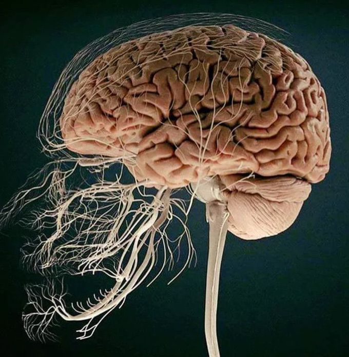 Anatomy Nervous System