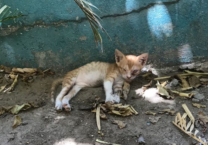 A cat !