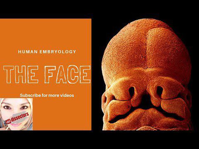 Descriptive development of face, nose, and palate