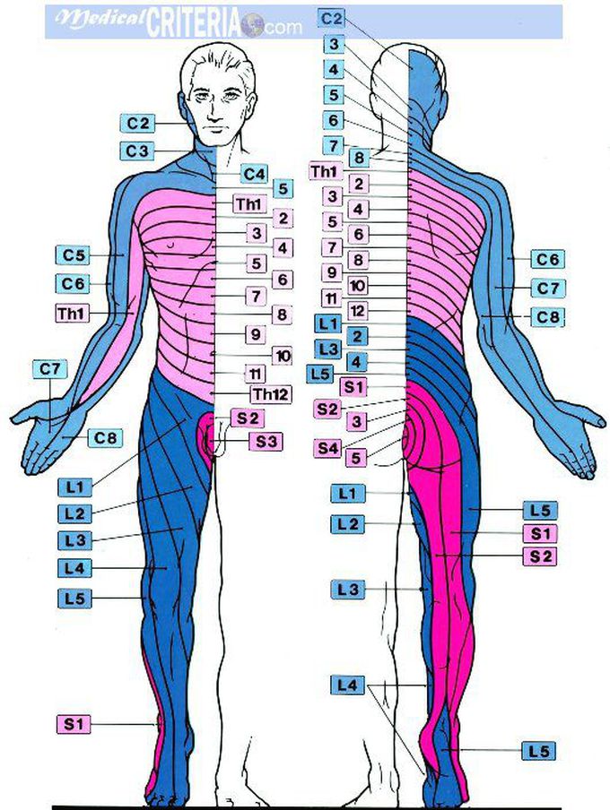 Dermatomes
