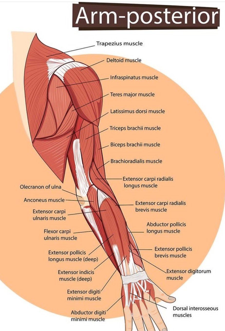 Muscles of the Upper Arm and Lower Arm pt.2 — Art \u0026 Animation, image size:924x1357