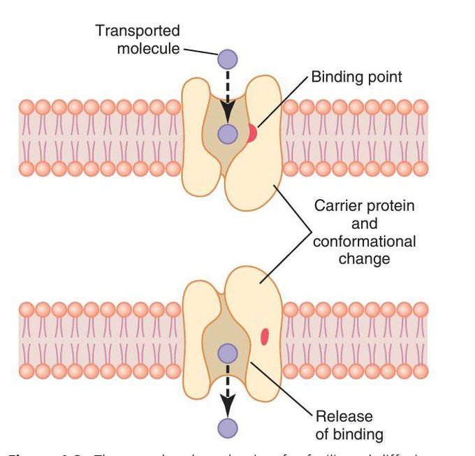 Facilitated diffusion