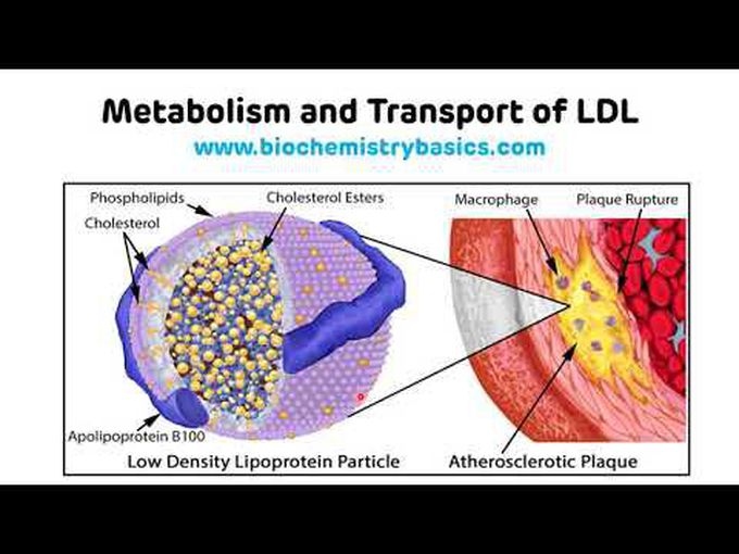 Metabolism of Low density lipoproteins (LDL)