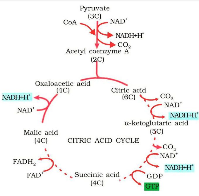 The Citric Acid Cycle