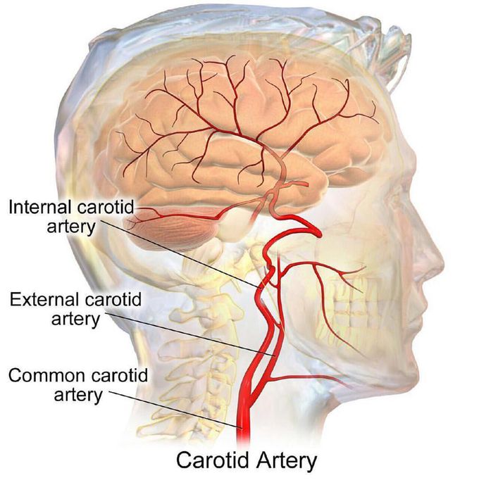 Head and neck blood supply