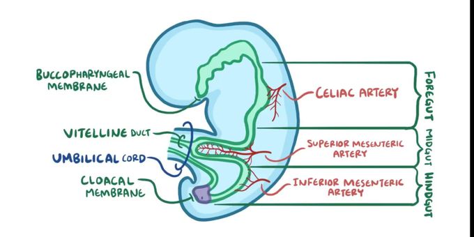 Origin of GIT on basis of Arteries