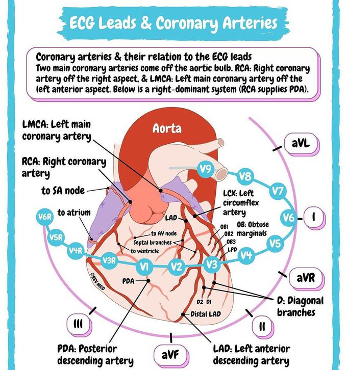 ECG leads and Coronary Arteries.