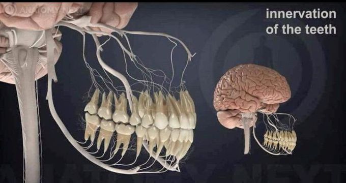 Innervation of teeth 😬