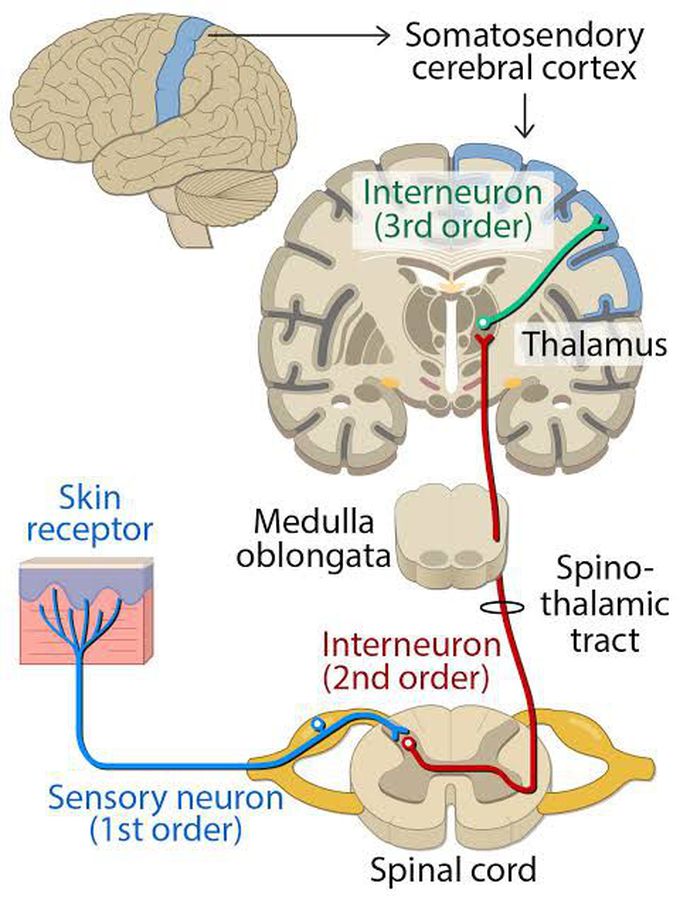 Orders of Pain Pathway