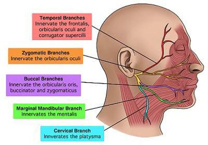 Facial Nerve Branches