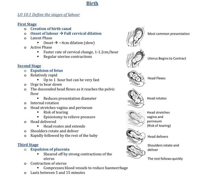 Stages of birth