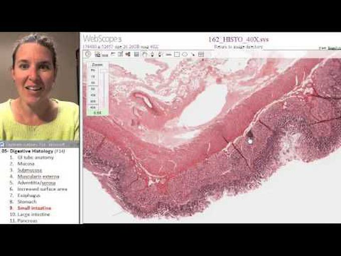 Histology of the Small Intestine