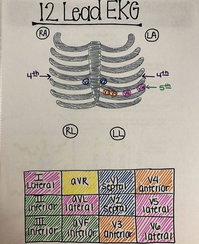 Cardiovascular system
