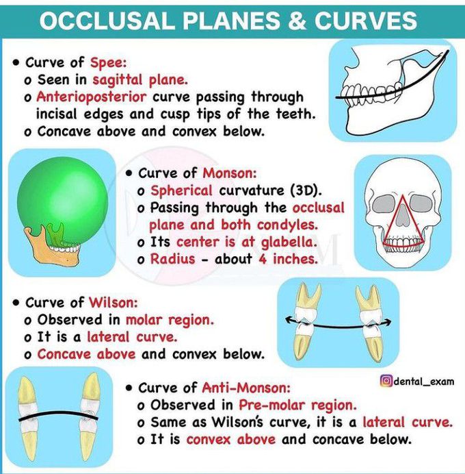 Occlusal planes and curves