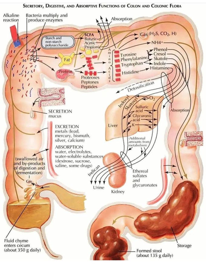 Colon and Colonic Flora