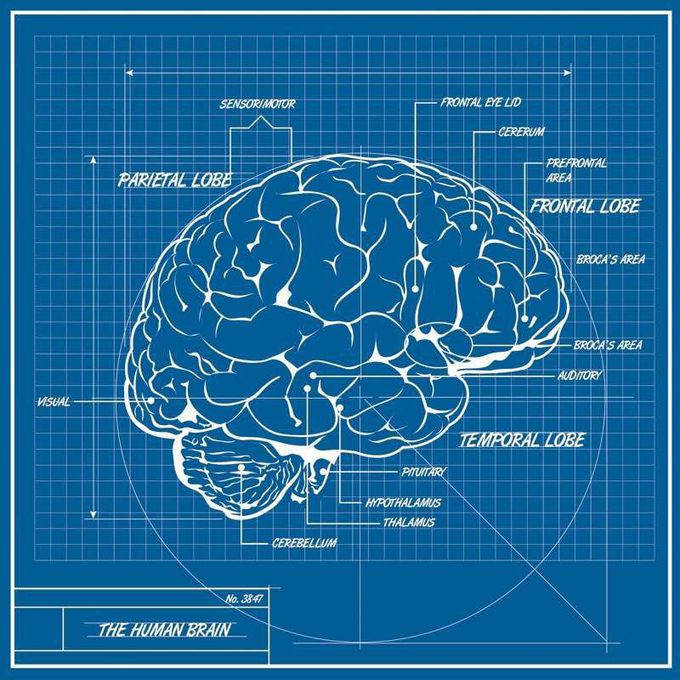 Brain