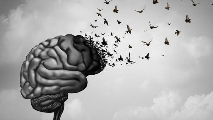 Stanford team develops brain-rejuvenating antibodies that let old mice think like youngsters