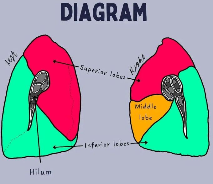 Lung Anatomy IV