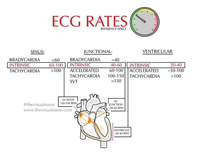 ECG Rates