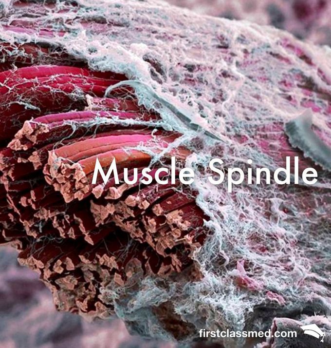 The Muscle Spindle