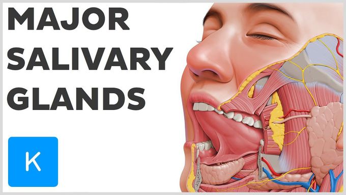 What are the Major Salivary Glands?