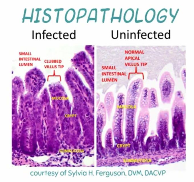 Histology