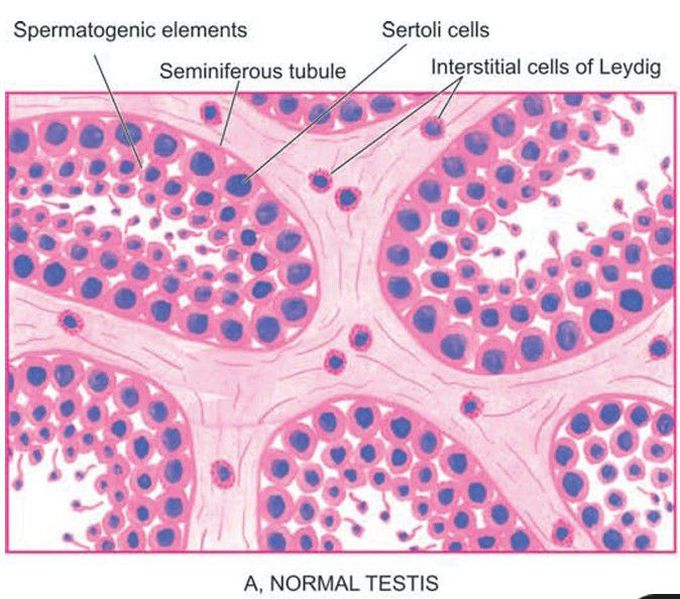 Normal testis