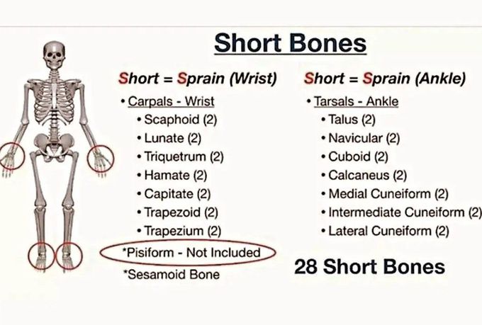 Short Bones