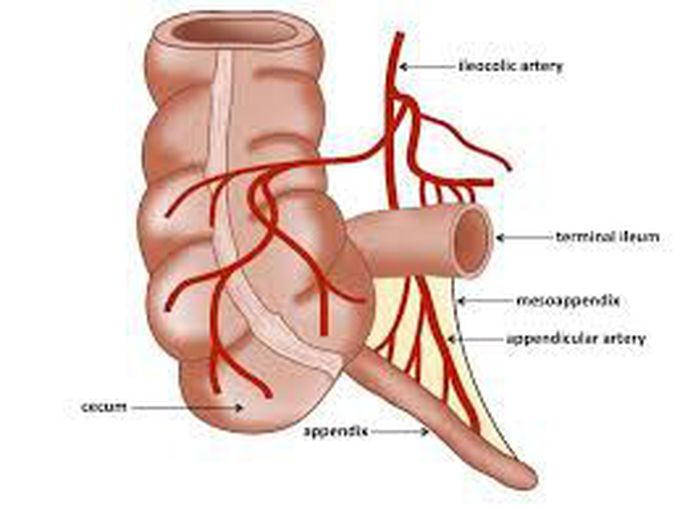 Appendicular artery