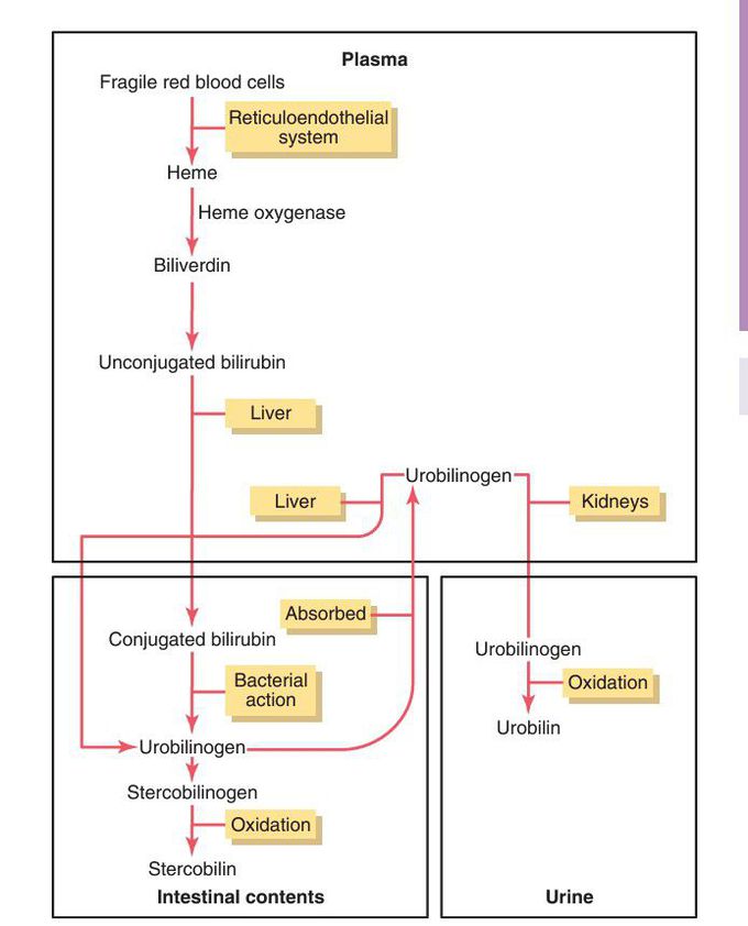 Bilirubin