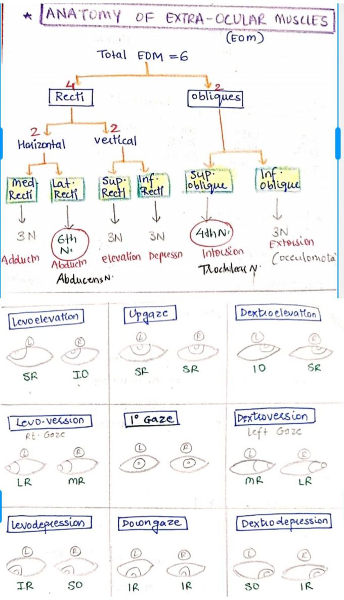 Extra-Ocular Muscles