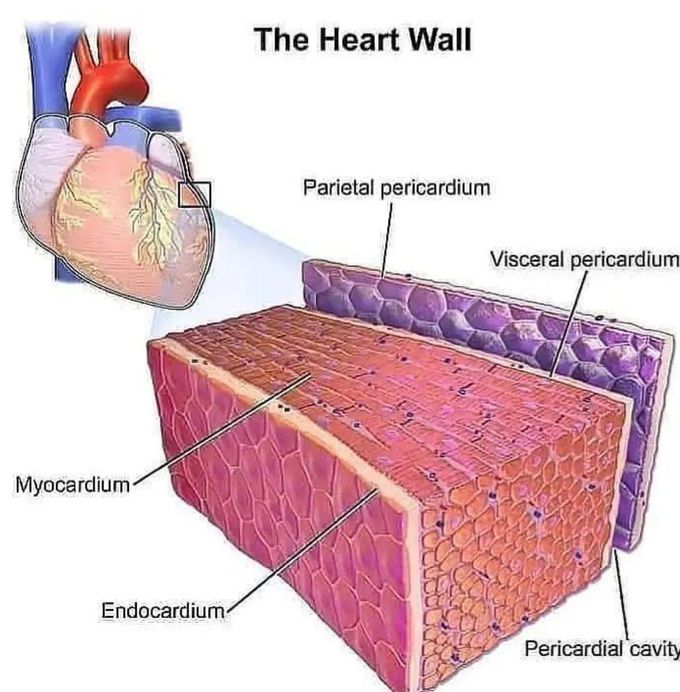 Heart Wall