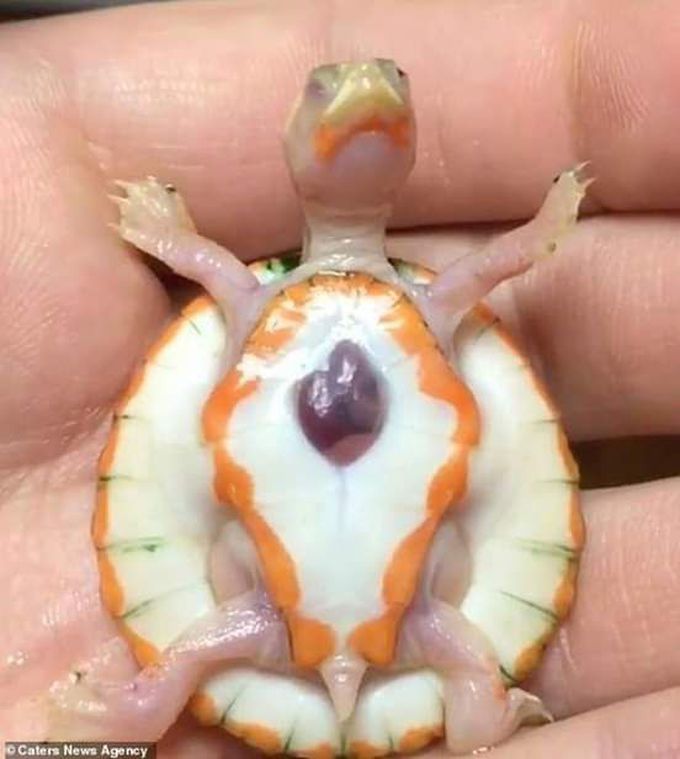 The Baby Albino Turtle, (Know as Hope) Born With Heart Outside.